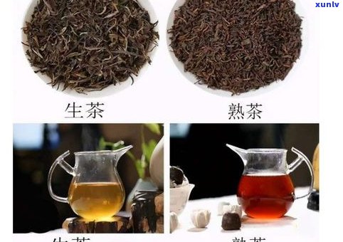 普洱茶是生茶还是熟茶？如何区分不同类型的普洱茶？