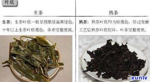 什么是普洱生茶、熟茶？如何区分它们？