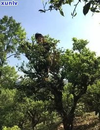 普洱茶古树茶价值-普洱茶古树茶价值多少