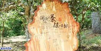 云南普洱茶景迈山产地图片与特点：口感丰富，2020年价格走势分析