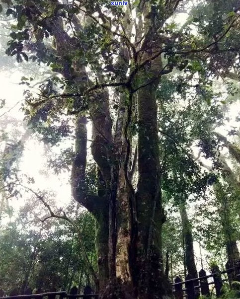 澜沧古茶树王：世界最大茶树，位于云南澜沧县，由当地村民发现并保护。被誉为“茶王”，是澜沧县的重要地标和文化象征。