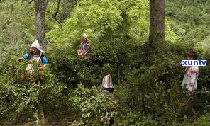 澜沧古茶树王：世界最大茶树，位于云南澜沧县，由当地村民发现并保护。被誉为“茶王”，是澜沧县的重要地标和文化象征。