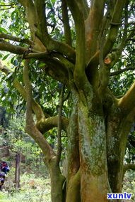 澜沧古茶树王：世界最大茶树，位于云南澜沧县，由当地村民发现并保护。被誉为“茶王”，是澜沧县的重要地标和文化象征。