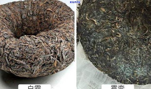 普洱茶的霉菌：种类、温度杀灭法及与金花区别，能否饮用？