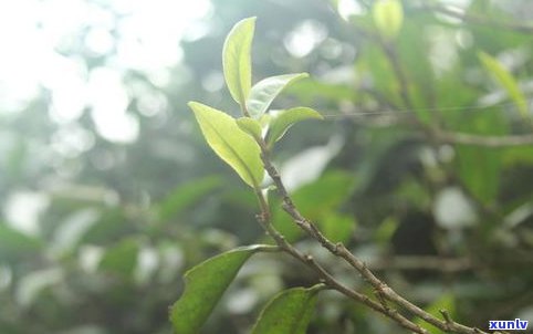 普洱茶大叶茶好吗-普洱茶大叶茶好吗怎么泡