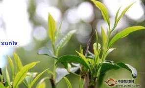 最新普洱茶古树茶单株价格表及高清图片大全