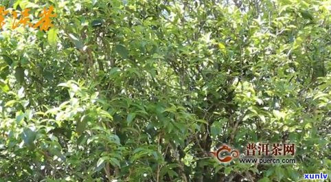 普洱古树一棵树年产量及采摘量：多少茶叶？多少茶水？