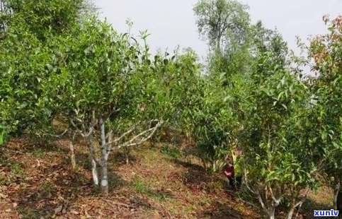 普洱茶古树茶单株-普洱茶古树茶单株多少克