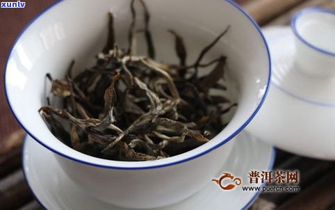 普洱茶属什么茶种-普洱茶属什么茶种类