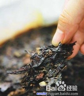 熟糯米普洱茶的功效：作用、禁忌与详细解析