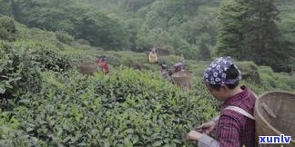 普洱茶马古道茶香-普洱 茶马古道