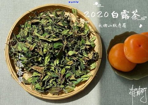 普洱秋茶好还是春茶好？口感、营养、季节对比分析