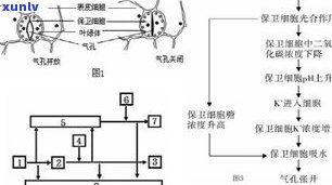 普洱茶后期转化：六大过程及影响因素，是厌氧反应吗？