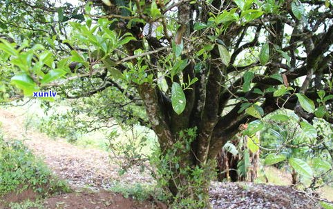 普洱茶：工艺与茶树品种的关系探究