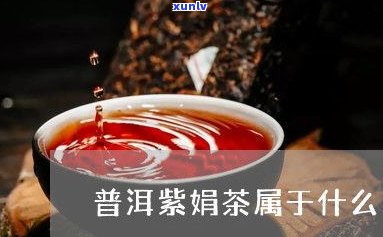 普洱紫娟与紫芽的区别：特点、口感及图片全解析