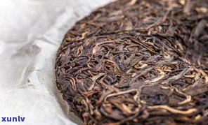 探究普洱散茶的独特品质特点