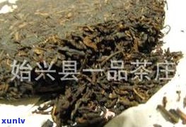 勐海普洱茶永明茶-勐海普洱茶永明茶厂