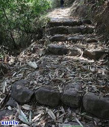 普洱茶马古道生茶-普洱 茶马古道