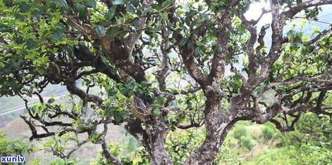 普洱茶是啥类型茶叶？详解其品种和分类