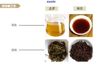 普洱茶是什么种类的茶？详解其分类与类型