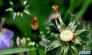 蒲公英生姜茶的功效与作用：最佳搭配、禁忌与食用方法