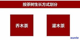 普洱茶黄金叶：生普还是熟普？探讨其优缺点及适宜饮用人群