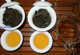 普洱甜茶与苦茶：区别与选择