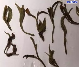 普洱甜茶与苦茶：区别与选择