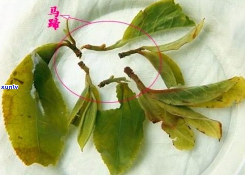 粗枝大叶的普洱茶-粗枝大叶的普洱茶叫什么