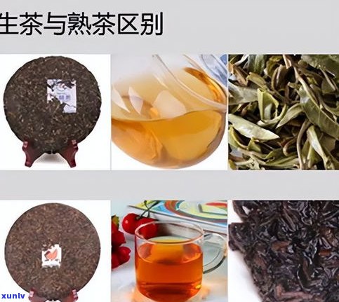 老树普洱茶生茶与熟茶的区别及其功效：哪个更好？