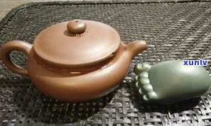 普洱茶养什么茶宠-普洱茶养什么茶宠物最好