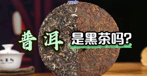 深入了解：糯米普洱茶与黑茶的区别及功效