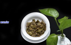 普洱茶野茶的概念-普洱茶野茶的概念是什么