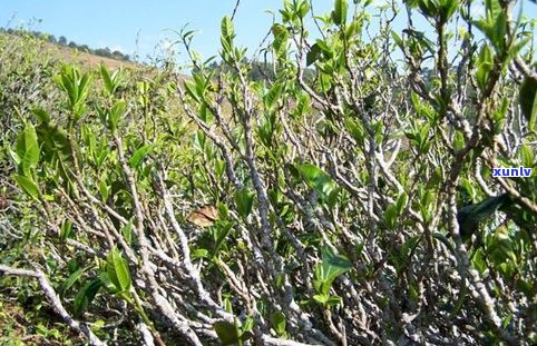 藤普茶的作用与功效：全面解析藤茶与普洱茶的区别