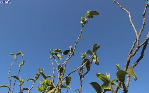 藤茶与普洱茶比较-藤茶与普洱茶比较哪个好