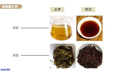 普洱茶生茶的类型-普洱茶生茶的类型有哪些