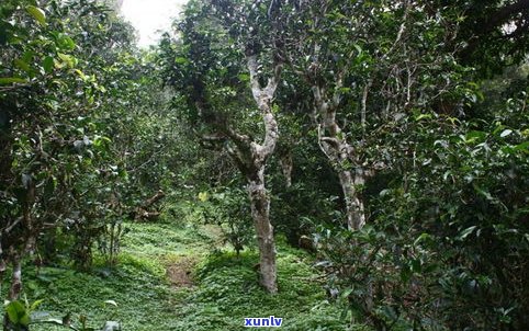 景迈古树茶普洱茶-景迈古树茶普洱茶357克价格