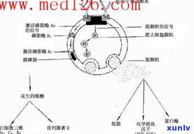 玉石形成原因解析：探索玉石生成的科学原理与过程