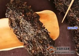 普洱茶熟茶的原料成分解析：深入了解其构成与特点