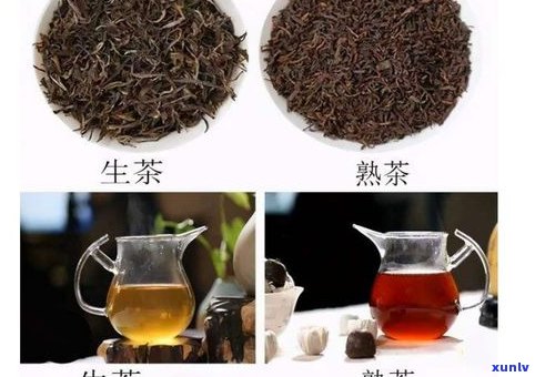 普洱头春茶与二春茶：有何区别？