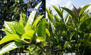 文冠果普洱茶功效-文冠果茶叶的功效与作用