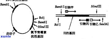 普洱熟茶发酵：工艺、程度、温度及过程中的物质变化