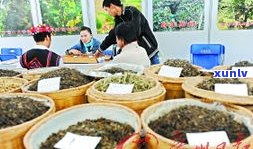 茶博会普洱茶展示-茶博会普洱茶展示图片