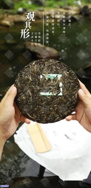 勐旺普洱：茶叶品质如何？产地、茶厂揭秘！