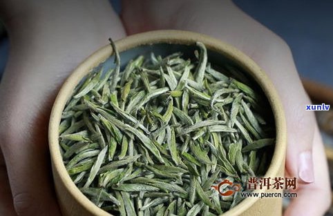 普洱茶白毫银针茶-普洱白毫银针功效