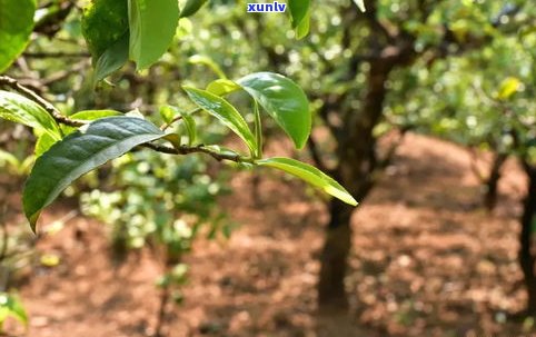 茶毫最多的普洱茶-普洱茶茶毫多好不好