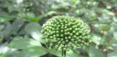 普洱茶的花蕾茶图-普洱茶花蕾的功效