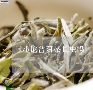 普洱茶是药草茶吗？探讨其作为药材的身份及其原因