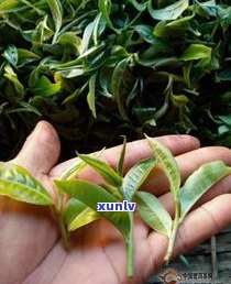 云南大叶茶：品种、分类及特点全解析