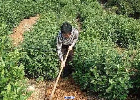 生普洱茶致癌是肯定的：研究显示其含有的黄曲霉素可能引起癌症